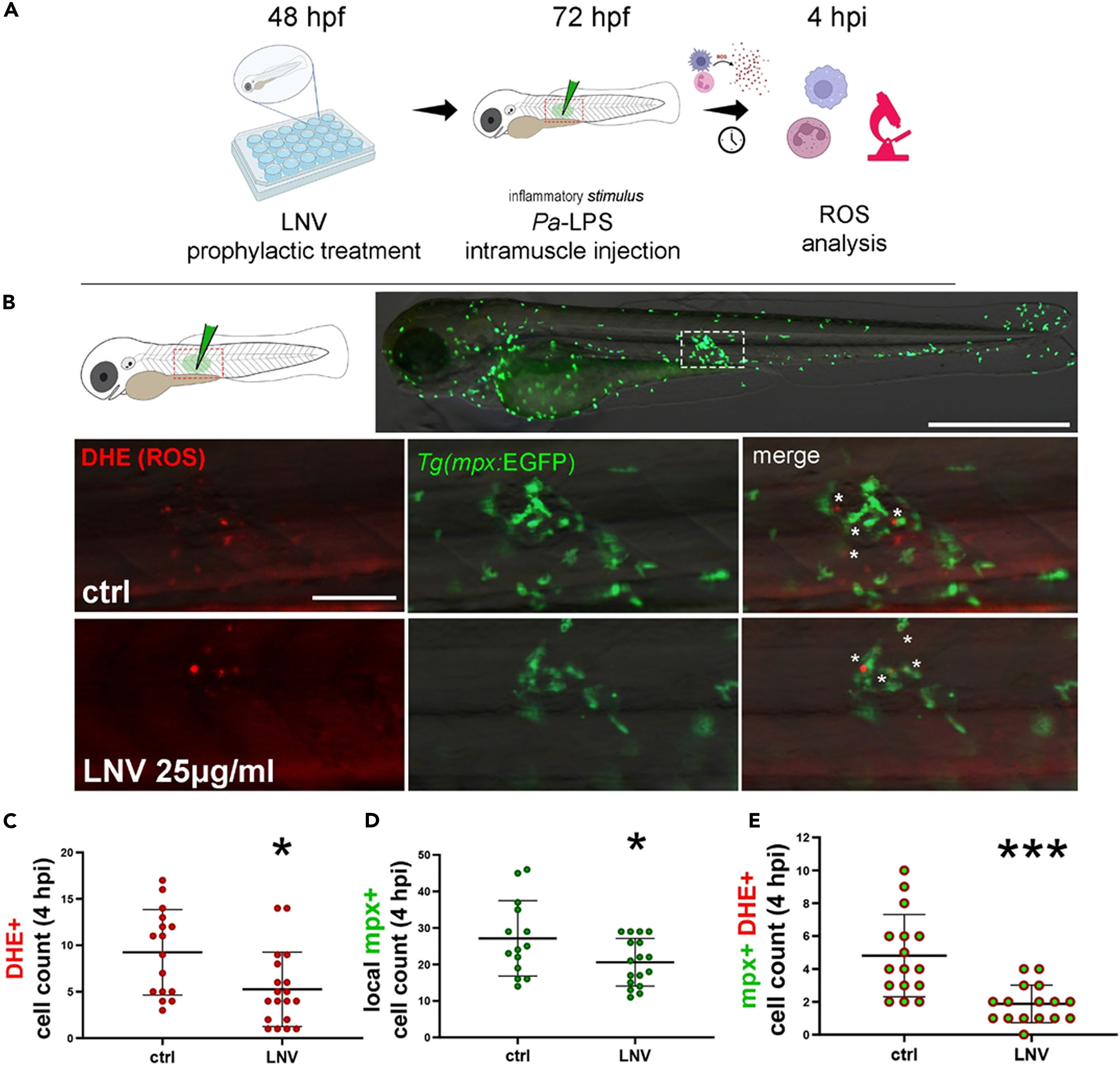 Lemon-derived exosomes reduce neutrophil recruitment and ROS generation in Pa-LPS-treated zebrafish embryos.